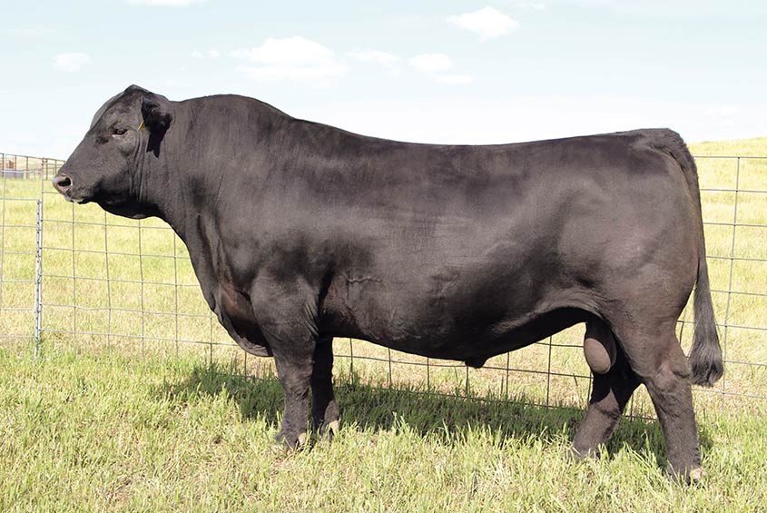Reference Sires | Bruin Ranch