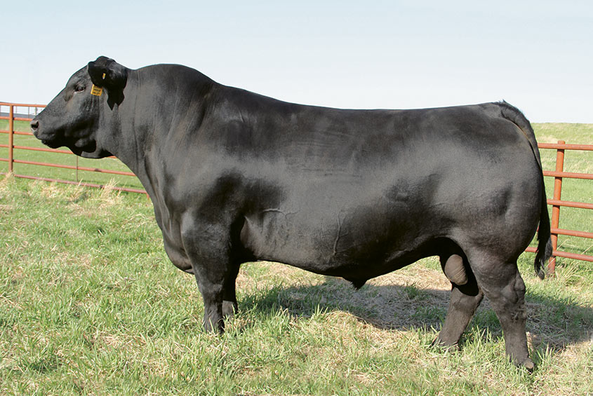 Reference Sires | Bruin Ranch Reference Sires | Bruin Ranch