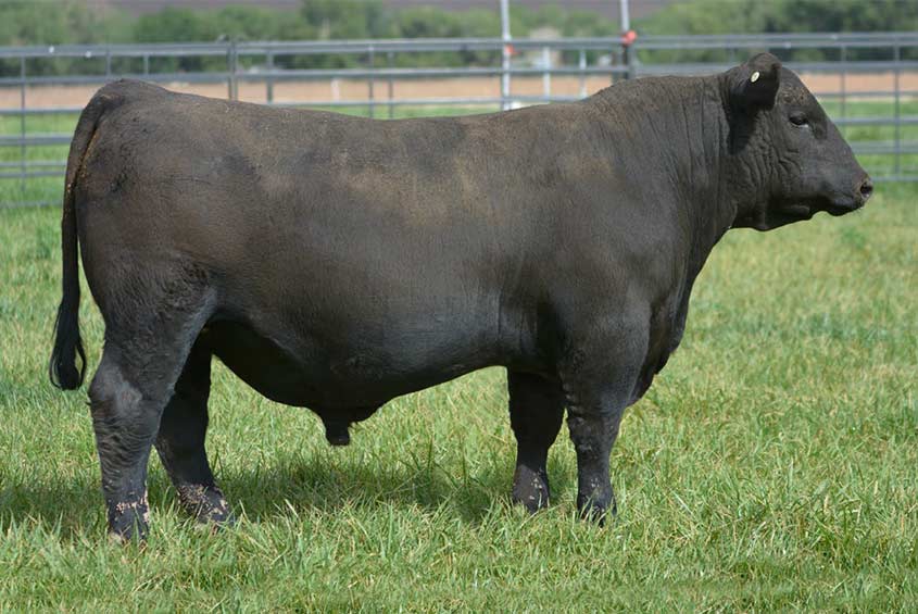 BRUNT good and sin コヨーテ BUSH DE BRUNT GOOD and sin Mac outdoor